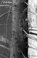 Leafless and contrast