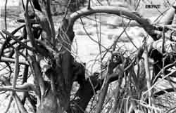 Dead tree