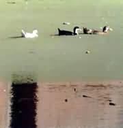 Duck trip