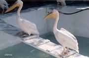Swan