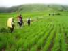 ricefield_small.jpg