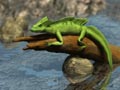 Iguana