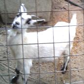 Hello! I'm Hilde! Feed me a banana peel and I'm all yours!
