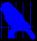 Click Here to see our Color Variety Parakeets