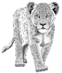 lioncub.gif (5535 bytes)