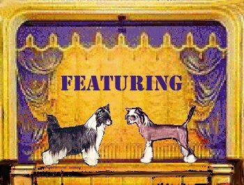 Chinese Crested Puppies � 2002