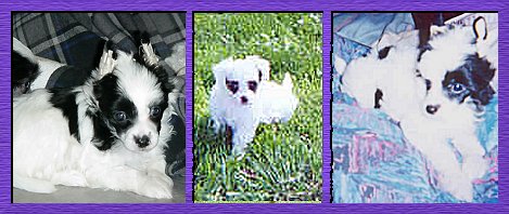 Crested Puppies � 2002
