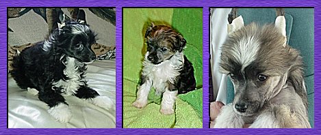 Crested Puppies � 2002