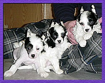 Crested Puppy Group � 2002
