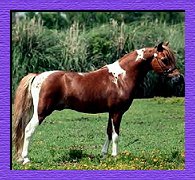Vermilyea Farms Snippets Red Tape