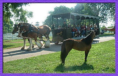 Bella Voce Miniature Horses � 2008
