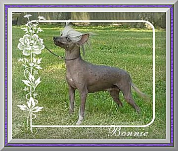 Woodlyn Reicrist Hopscotch DOM