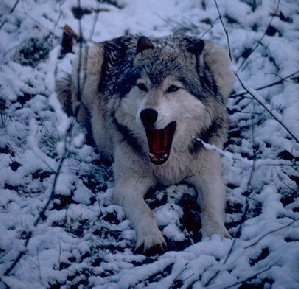 wolf picture