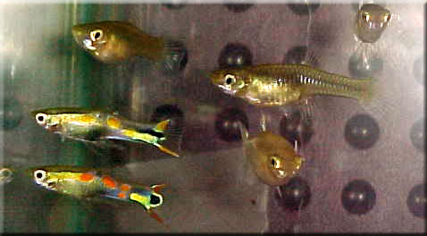 2 tuxedo endler males showing off for 2 female endlers.
