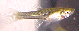 Female endler: They have no color markings but are usually gray or goldish gray