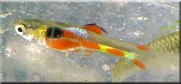 broken patterned orange endler male
