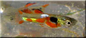 Broken patterned orange chest male (other side of male above)