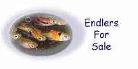 You are at the endlers livebearer stock shop: fish for sale