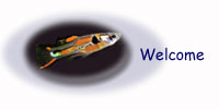 Welcome to My Endlers Livebearer site