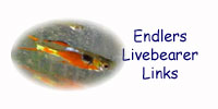 Endlers Livebearer Links