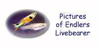Pictures of Endlers Livebearer