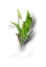Plant showing the viewer is currently on the home page.