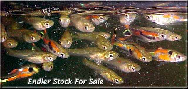 Endler Stock Shop Picture: Endlers for sale
