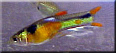 Solid orange chest endler male eating microworms