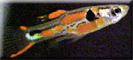 Unusual orange chest endler with broken pattern and snake skin markings.