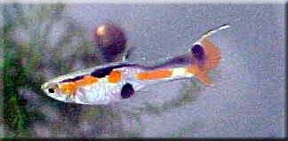 Orange Tail (