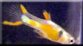 Solid orange chest endler male