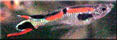 The most common peacock male. Bright orange and black with a black dot on tail surrounded by green irridescence