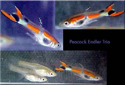 Nice peacock male with female. Note the white in his dorsal fin.