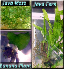 Some good plants to use with Endlers: java fern, java moss and an aquatic banana plant