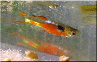 Very bright, almost red, solid orange chest male