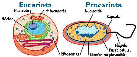 celula0