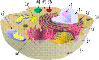 celula4