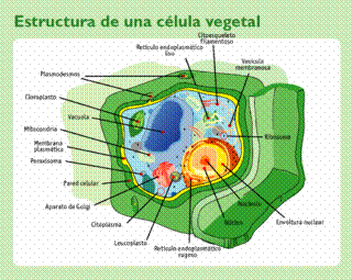 celula5