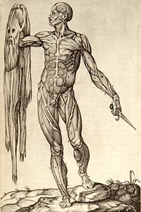 anatomia0