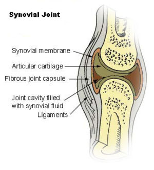 articular0