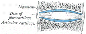 articular3
