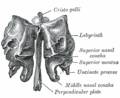 etmoides2