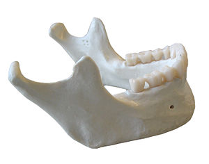 mandibula0