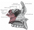 maxilar2