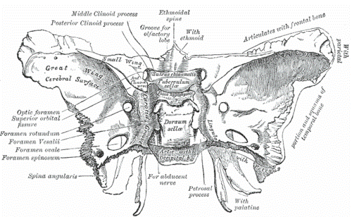 esfenoides0