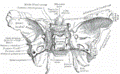 esfenoides2