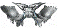 esfenoides5