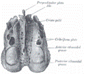 etmoides3