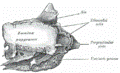 etmoides5