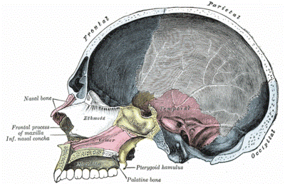 occipital0